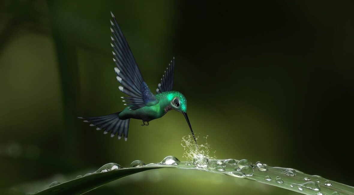 Kolibri